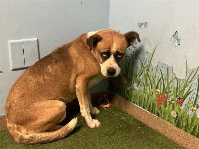 A young medium-sized female Boxer dog named A for adoption in Lancaster, CA