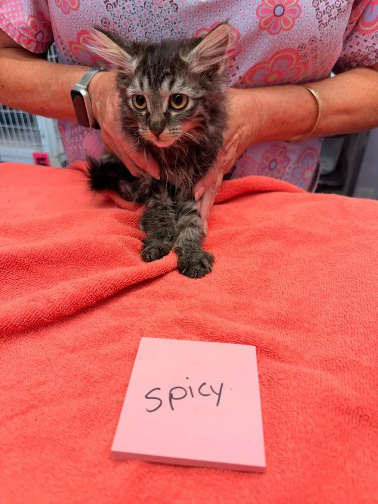 A baby small-sized female Domestic Medium Hair cat named Whisper for adoption in Vancouver, WA