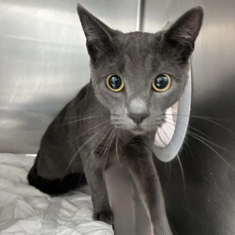 An adult small-sized female Gray / Blue / Silver Domestic Short Hair cat named Sheeba for adoption in Newark, NJ