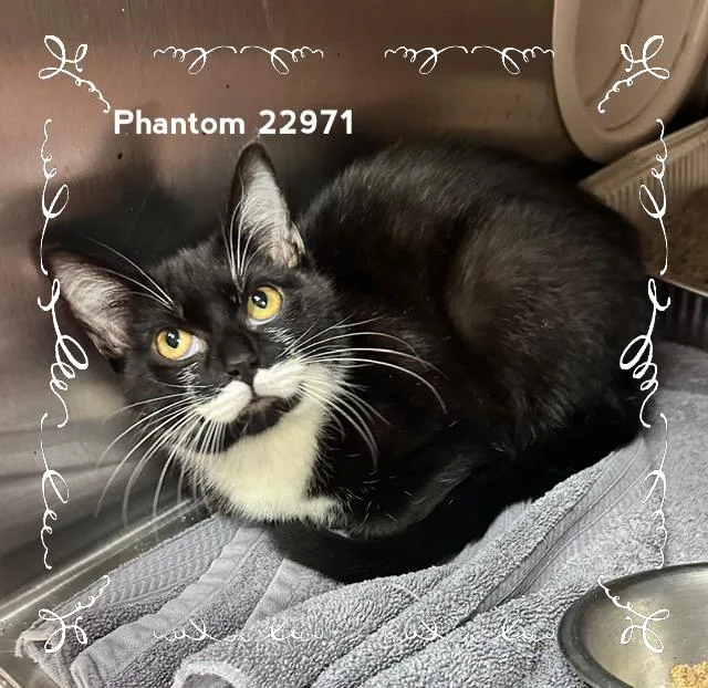 An adult medium-sized male Black & White / Tuxedo Domestic Short Hair cat named Phantom for adoption in Marietta, GA