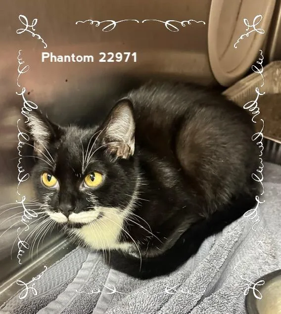 Phantom thumbnail 2