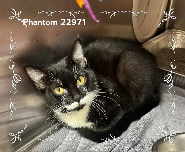 Phantom thumbnail 3