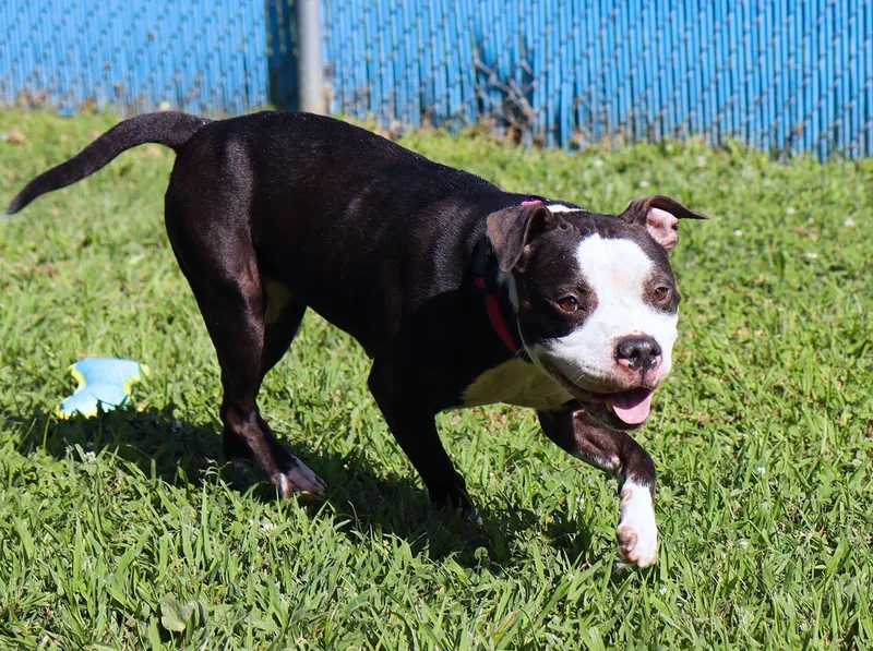 An adult medium-sized female Black American Bulldog dog named Esther for adoption in Kansas City, KS