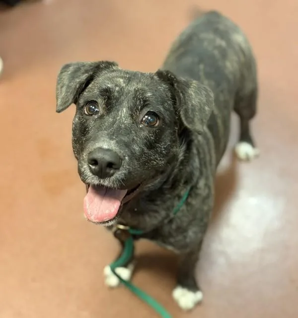 A young large-sized female Labrador Retriever dog named Xena for adoption in Oakland, CA