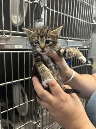 A baby small-sized male Domestic Short Hair cat named Apollo for adoption in Largo, FL