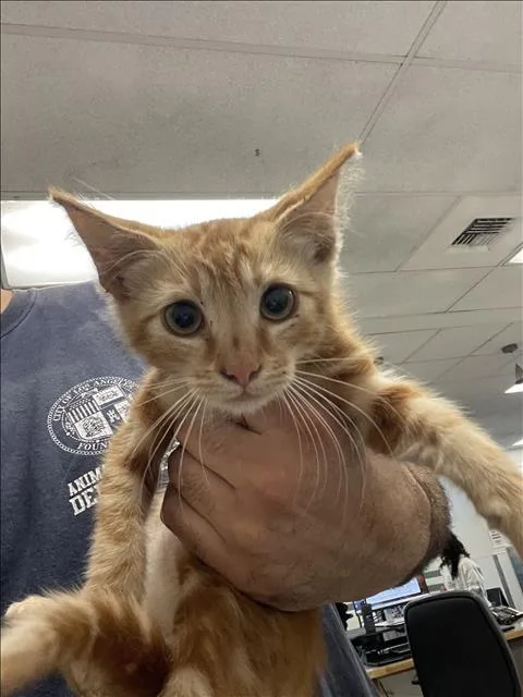 A baby small-sized male Domestic Short Hair cat named Orange Bang for adoption in Van Nuys, CA