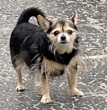 An adult small-sized female Tricolor (Brown, Black, & White) Chihuahua dog named Lola Courtesy Cupid for adoption in Milwaukee, WI