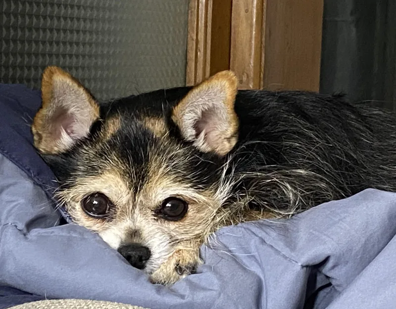 Lola Courtesy Cupid thumbnail 4
