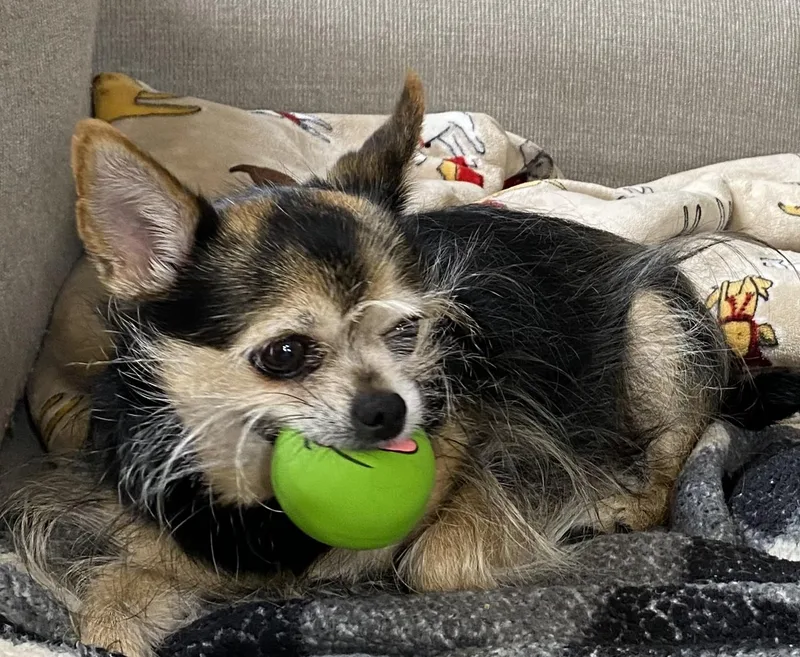 Lola Courtesy Cupid thumbnail 5