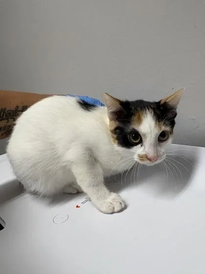 A baby medium-sized female Domestic Short Hair cat named Tansy for adoption in Pequot Lakes, MN