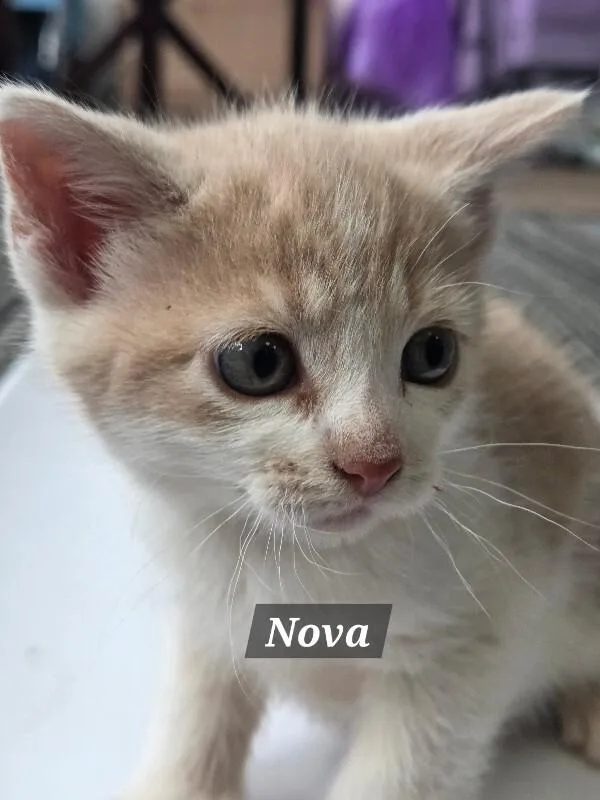 A young medium-sized female Cream / Ivory Domestic Short Hair cat named Nova for adoption in MOUNT AIRY, NC