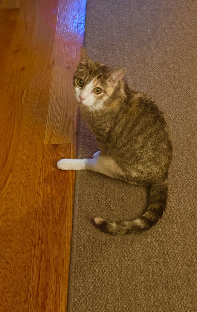 An adult medium-sized female Calico cat named Poppy for adoption in New York, NY