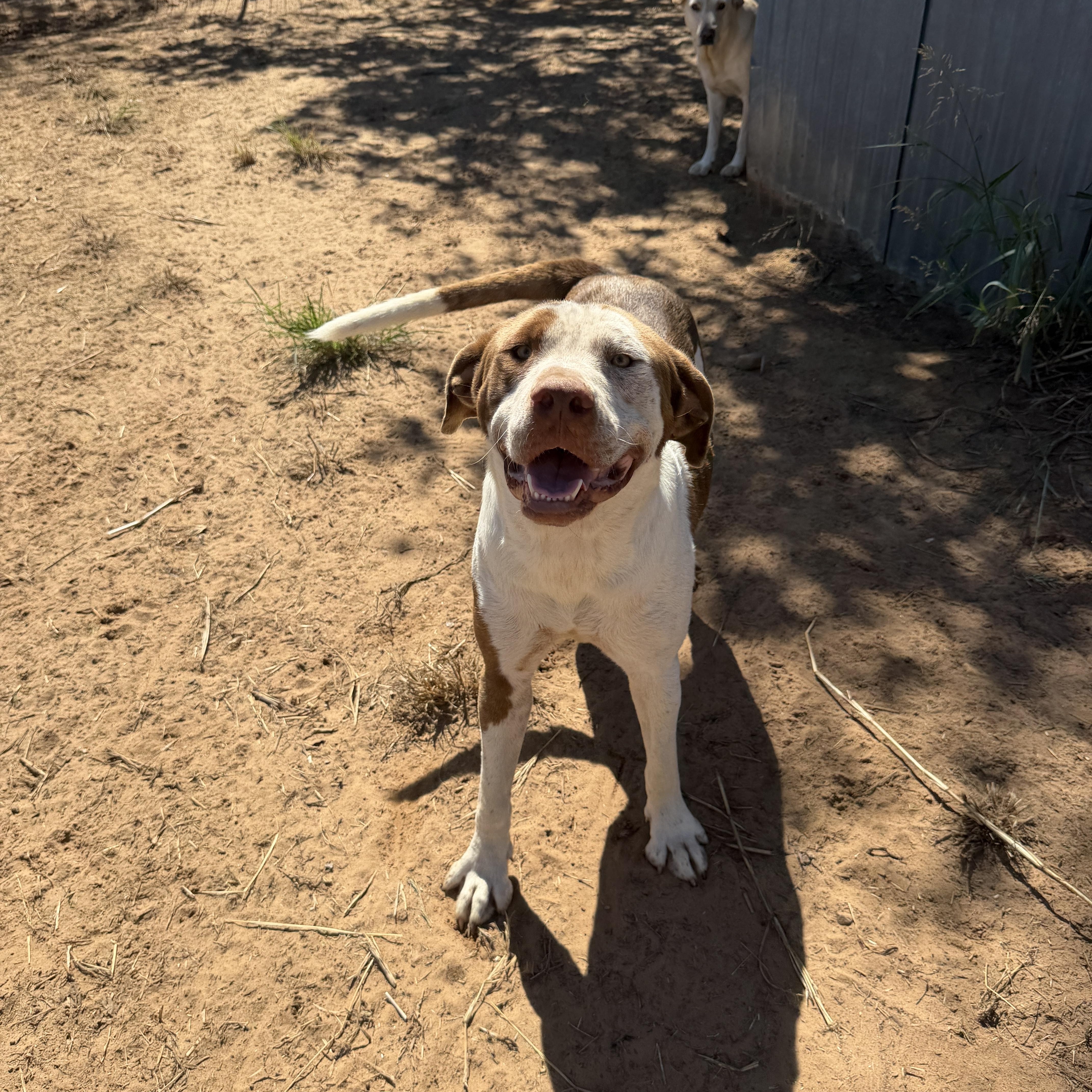 An adult medium-sized male American Staffordshire Terrier dog named Archer for adoption in Seguin, TX
