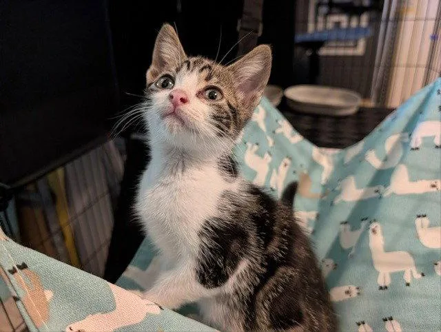 A baby medium-sized female Tabby cat named Shmokey for adoption in Buford, GA