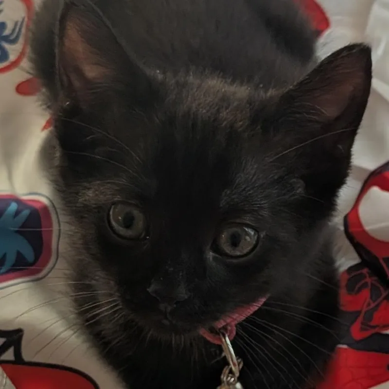 A baby small-sized male Black Domestic Medium Hair cat named Midnight for adoption in Fairfax Station, VA