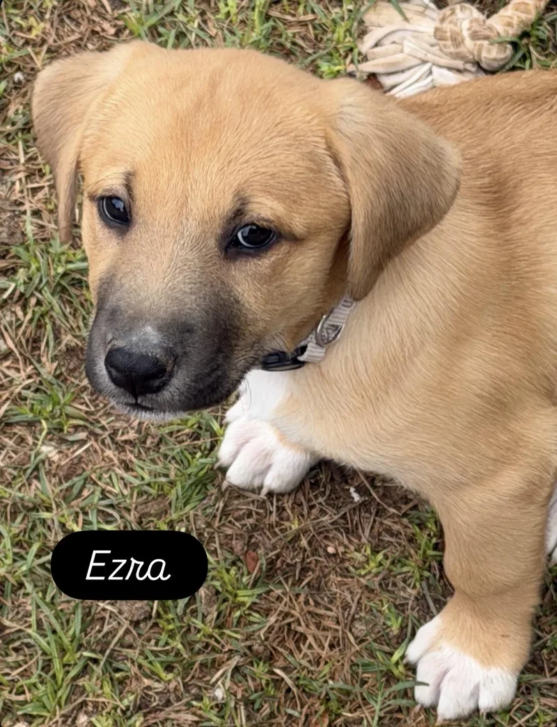 A baby large-sized female Black Mouth Cur dog named Ezra for adoption in Gilbert, AZ