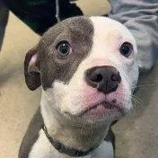 A young medium-sized female Gray / Blue / Silver Pit Bull Terrier dog named Zinnia for adoption in Manassas, VA