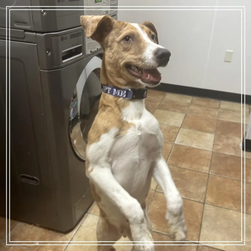 A young medium-sized male Brown / Chocolate Catahoula Leopard Dog named FWT Stan for adoption in Midland, TX
