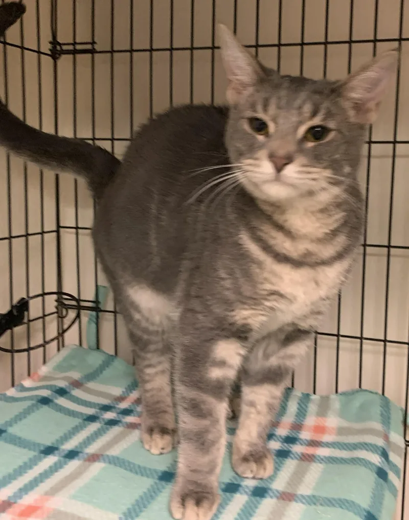 A young medium-sized male Tabby (Gray / Blue / Silver) Domestic Short Hair cat named Winslow for adoption in Milwaukee, WI