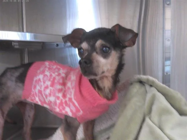 A senior small-sized female Chihuahua dog named Estrella for adoption in Chula Vista, CA