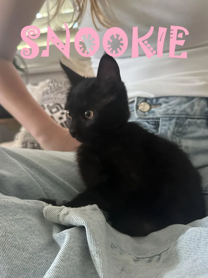 A baby small-sized female Black American Shorthair cat named Snookie for adoption in Walnut Creek, CA