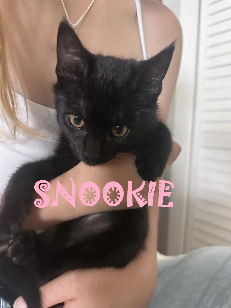 Snookie thumbnail 2