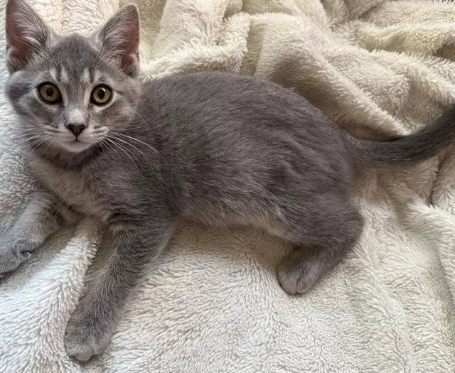 A baby small-sized female Domestic Short Hair cat named Chole for adoption in Sacramento, CA