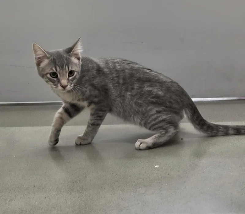 A baby medium-sized female Tabby (Gray / Blue / Silver) Domestic Short Hair cat named Sneezy for adoption in Pocatello, ID