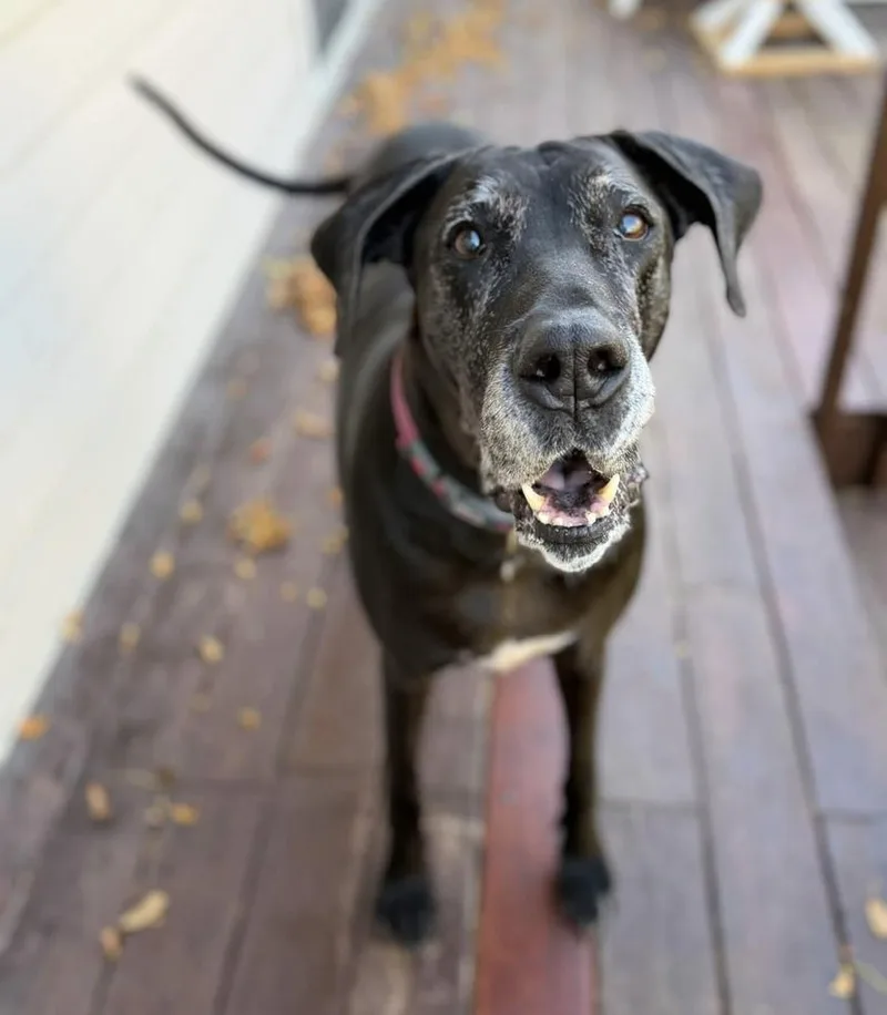 A senior extra large-sized female Black Great Dane dog named Gemma for adoption in Eagan, MN