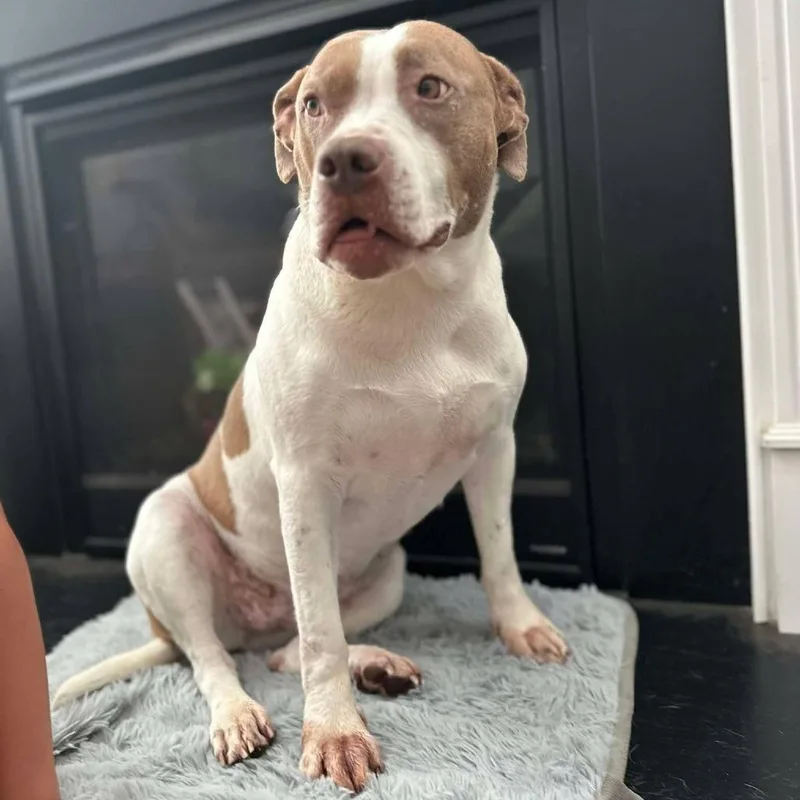An adult large-sized female Pit Bull Terrier dog named Pepper for adoption in Zuni, VA