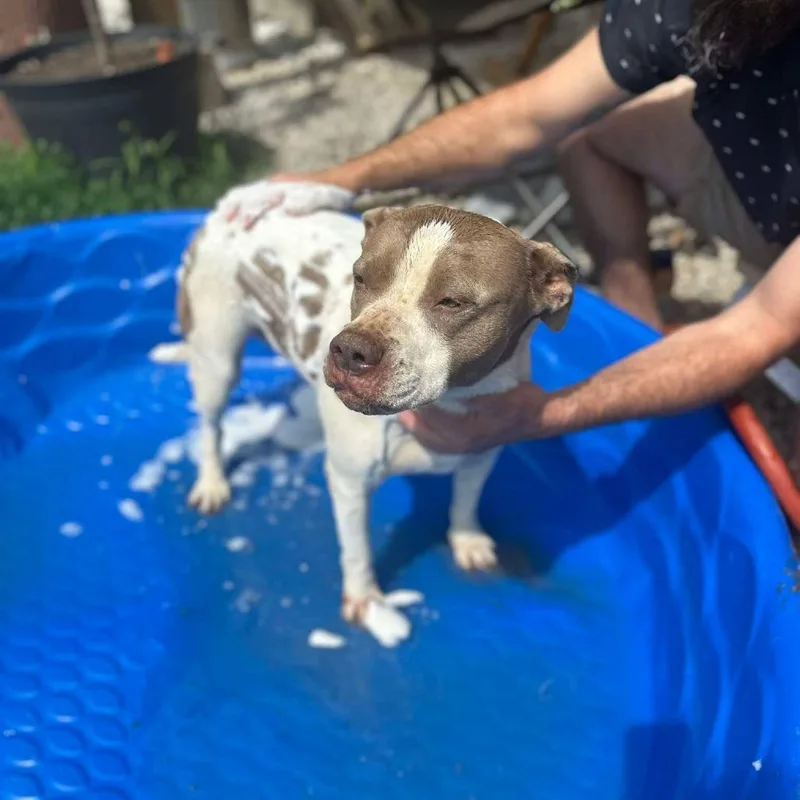 Pepper thumbnail 3