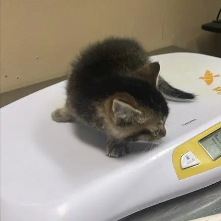 A baby small-sized female Brown / Chocolate Domestic Short Hair cat named Borealis for adoption in Tacoma, WA