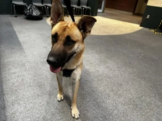 A young large-sized male German Shepherd Dog dog named Heinz for adoption in Los Angeles, CA