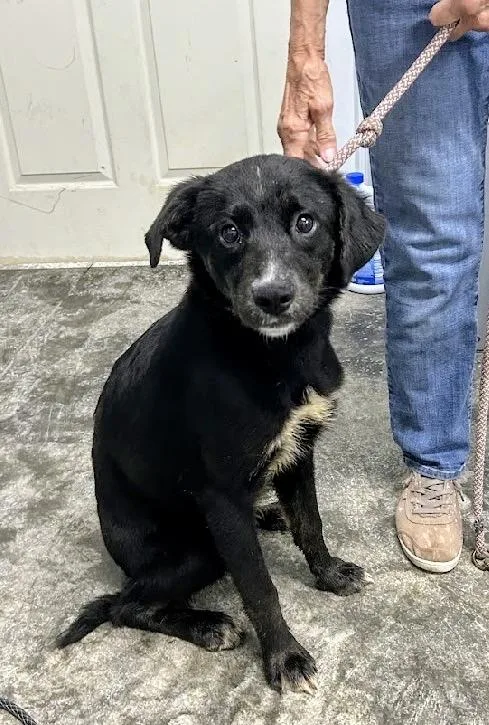 A baby medium-sized female Black Labrador Retriever dog named Jetta for adoption in Scottsburg, IN