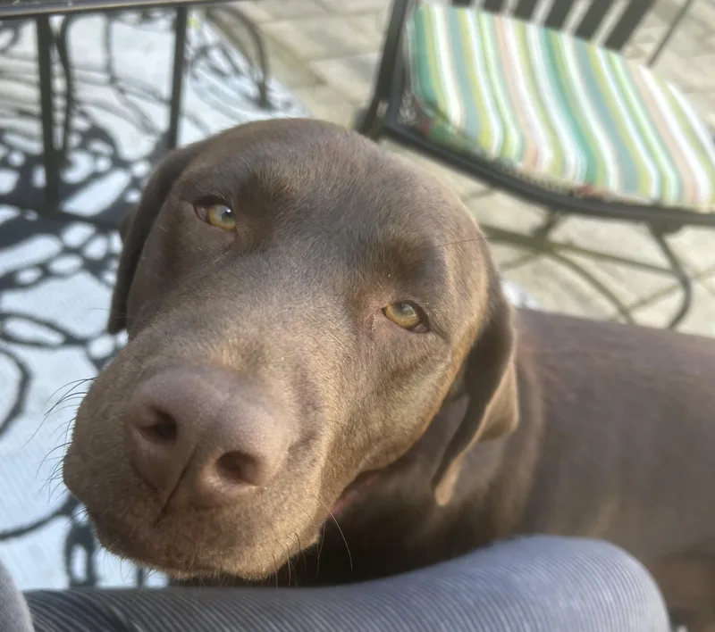 A young large-sized female Brown / Chocolate Labrador Retriever dog named Winnie for adoption in Indianapolis, IN