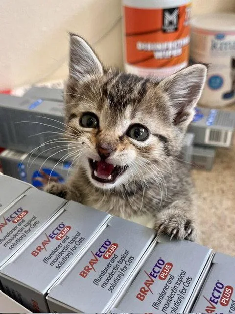 A baby small-sized female Domestic Short Hair cat named Marie for adoption in Webster, WI