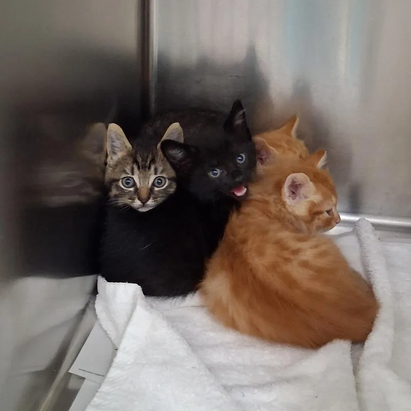 A baby small-sized male Orange / Red Domestic Short Hair cat named Madox for adoption in Auburn, AL