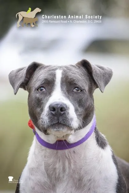 An adult large-sized female American Staffordshire Terrier dog named a Darla for adoption in North Charleston, SC