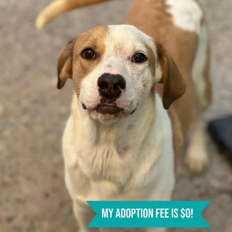 An adult medium-sized female Yellow / Tan / Blond / Fawn Mixed Breed dog named April for adoption in Charleston, WV