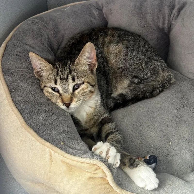 A baby small-sized female Domestic Short Hair cat named Tiki for adoption in Carlin, NV