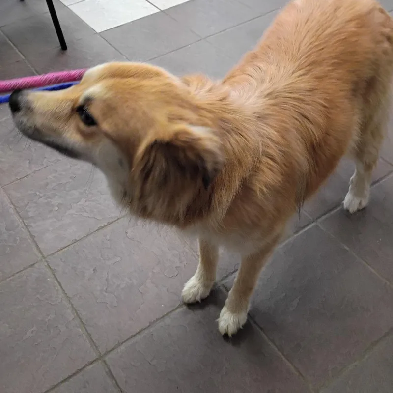 An adult medium-sized female Yellow / Tan / Blond / Fawn Mixed Breed dog named Gidget for adoption in Columbus, GA