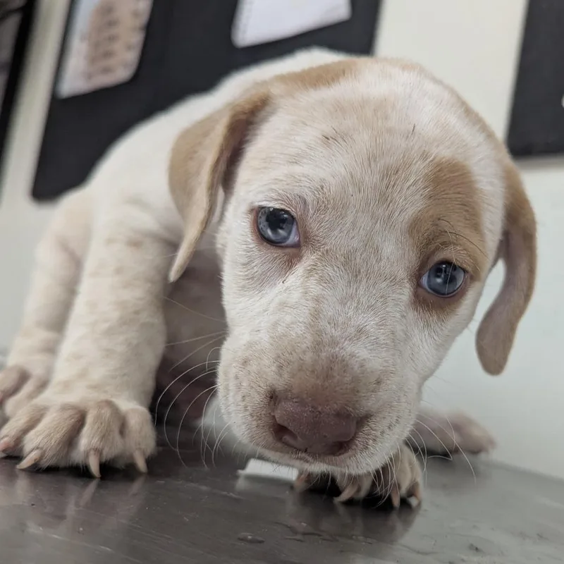 A baby small-sized male White / Cream Labrador Retriever dog named Clyde for adoption in Parrish, AL