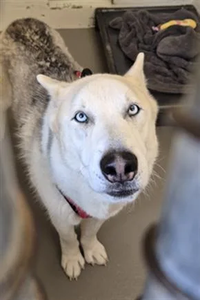Rex