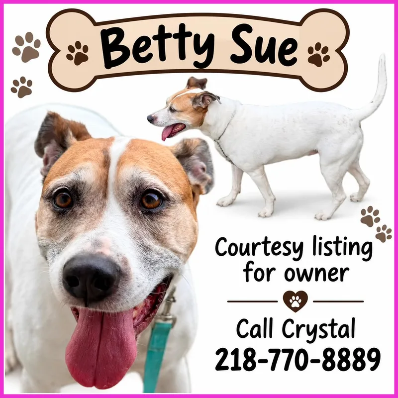 A senior medium-sized female White / Cream Terrier dog named Betty Sue COURTESY for adoption in Valley City, ND