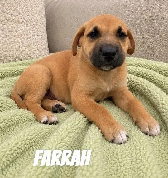 Farrah SS in MS thumbnail 2
