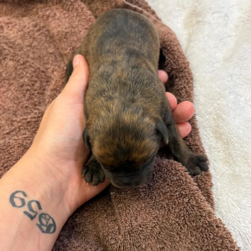 A baby small-sized female Brown / Chocolate Mixed Breed dog named Puppy for adoption in Lake Panasoffkee, FL