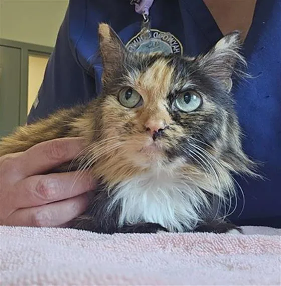 An adult medium-sized female Domestic Medium Hair cat named Sparrow for adoption in Clyde, NC