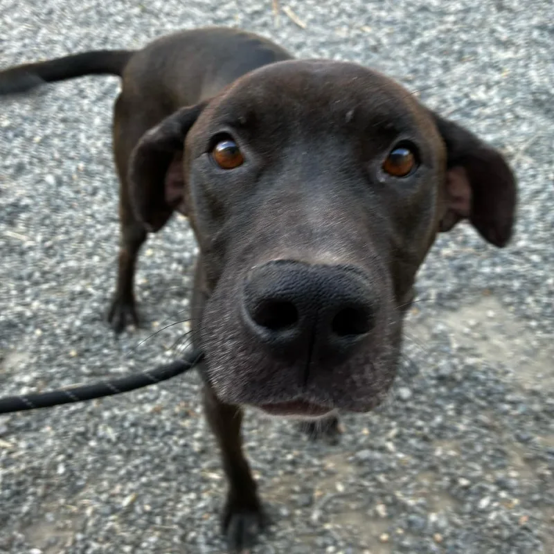 An adult medium-sized male Black Mixed Breed dog named Poncho for adoption in Fredericksburg, VA