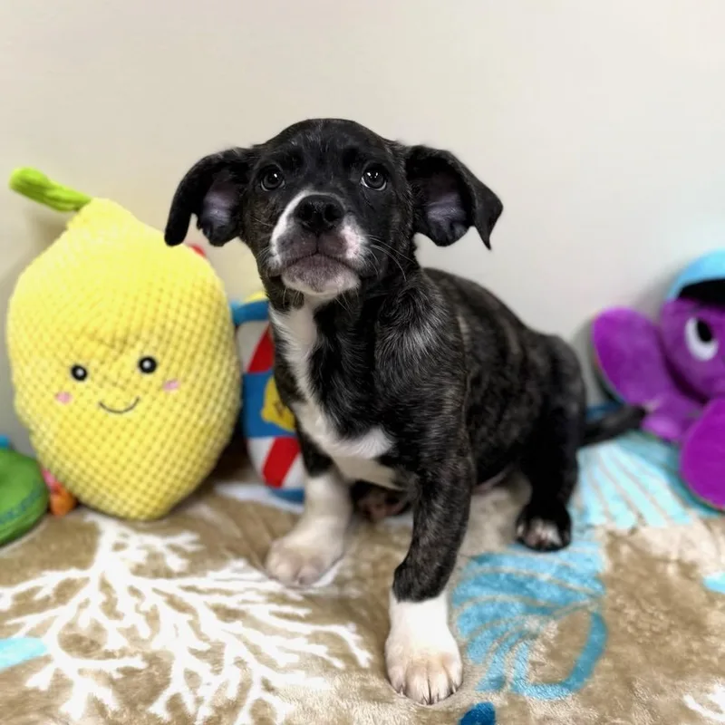 A baby small-sized male Brindle Terrier dog named Blaze for adoption in Greensburg, PA