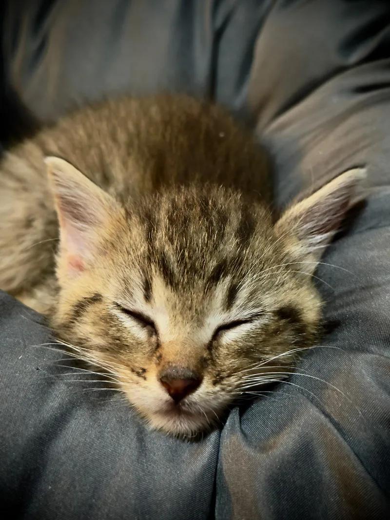 A baby small-sized female Tabby (Brown / Chocolate) Domestic Short Hair cat named Steph for adoption in Indianapolis, IN